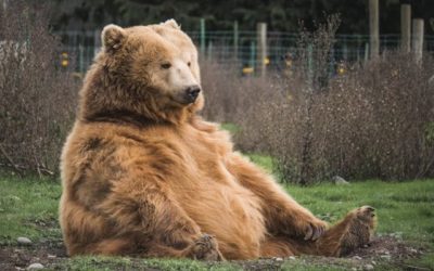 Ours, Cigale ou Fourmi ? Découvre ton profil financier